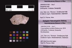 Foto (Objekt + Etiketten) von Cracensigillatus prolatus (Robins et al., 2014) (NHMW-GEO-1990-0041-0196)